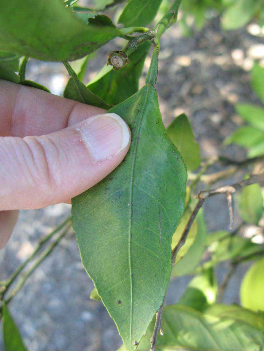              Unifoliolate leaf (Winter Haven, FL)       